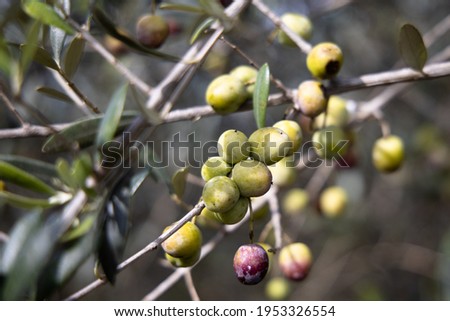 Closeup of olives and olive branch growing on the tree