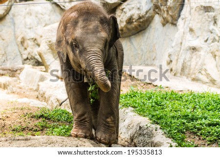 Baby elephant in Chiangmai Zoo , Thailand