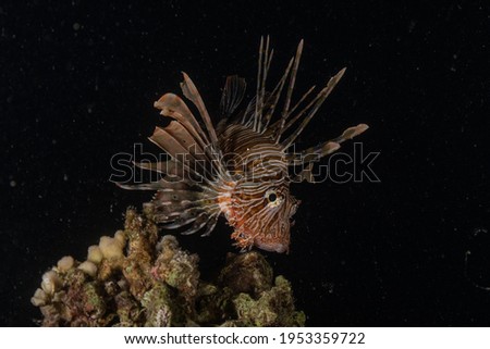  
Lion fish in the Red Sea colorful fish, Eilat Israel

