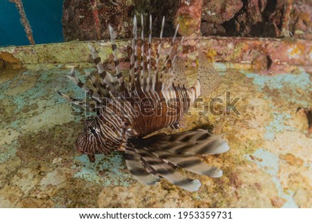  
Lion fish in the Red Sea colorful fish, Eilat Israel
