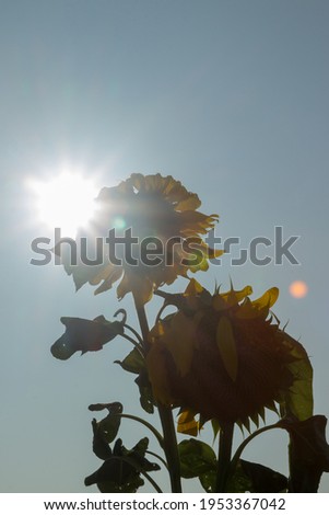 Sunflower against a sunny blue sky