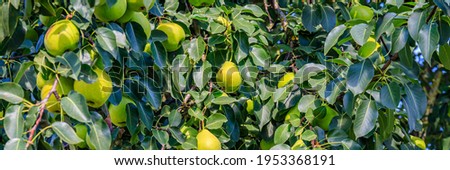 Many green pear  on tree ready to harvesting. Pear orchard with green pears. Banner