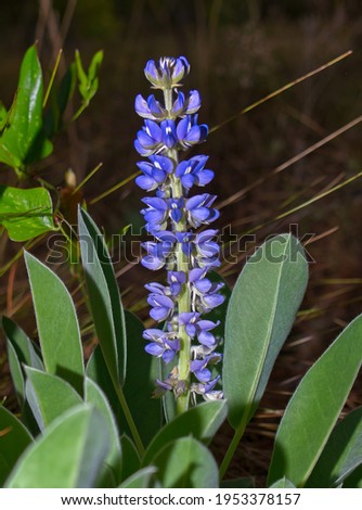 Oak Ridge Lupine, Sky-blue Lupine, Spreading Lupine (Lupinus diffusus); member of the pea family (Fabaceae); southeastern species with undivided, elliptic leaves and blue flowers, dark background