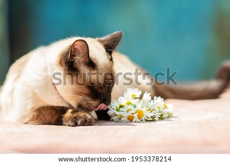 A white Thai cat lies next to a small wreath of daisies.