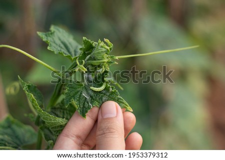 Leaf-eating caterpillar (melonworm larva) insect pest of cucumber, squash,  melon and other cucurbits. Royalty-Free Stock Photo #1953379312