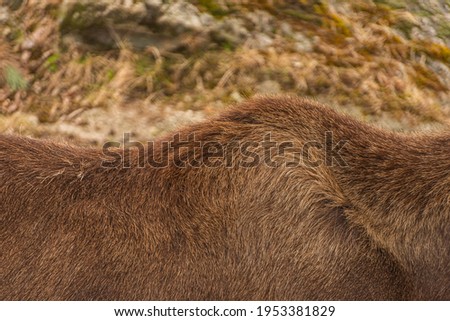 Back fur of an elk