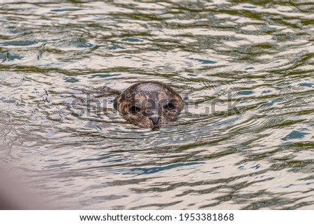 Harbor seal, Phoca vitulina, looking above the surface of the water