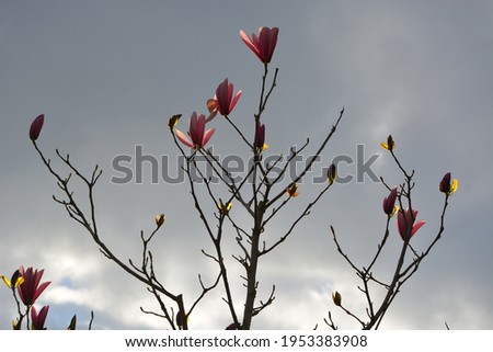 Pink Magnolia with sun illumination, backlight, light and shade, the tree branch silhouette  in a park, at dusk, sunset time in a park in UK in Spring