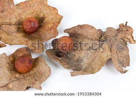 Oak apple or oak gall on three fallen dry leaves found in a forest in springtime isolated on white background. Tree infection. Closeup.