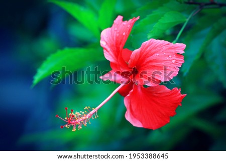 Red Hibiscus Flower with green leaves background