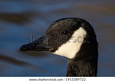 close up picture of canadian goose in boise idaho on the river