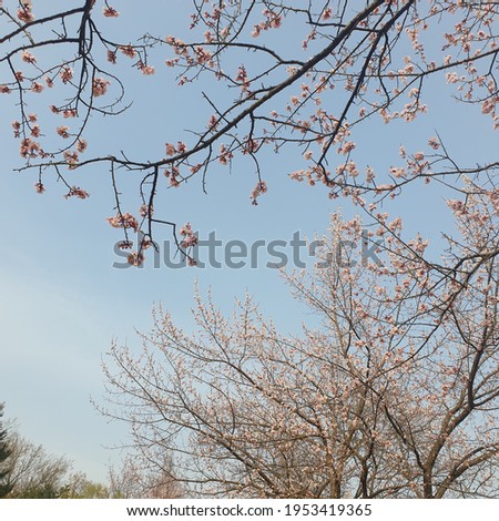 On a spring day, the blue sky and cherry blossom trees