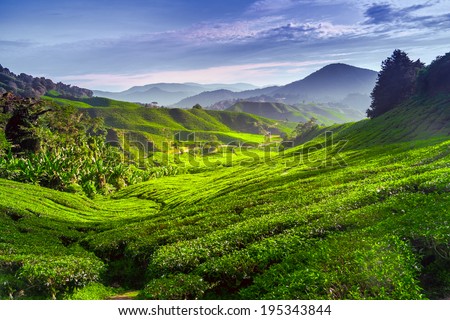 Tea plantation in Cameron highlands, Malaysia Royalty-Free Stock Photo #195343844
