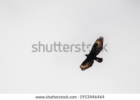 photo of a verreaux eagle in flight