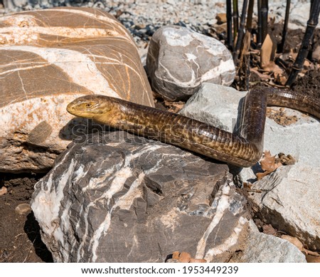 A legless lizard (Pseudopus apodus) basking in the spring sun on the rocks in the garden