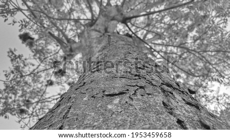 A beautiful picture of a tree bark towards its top leaves black and white picture