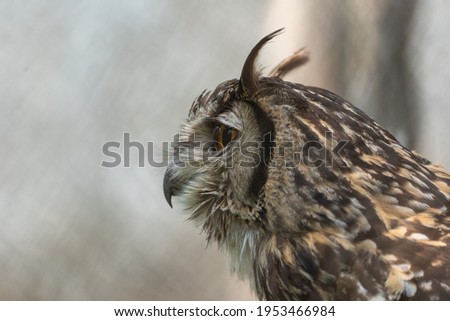 A close up view of the hea and eyes of a Eurasian Eagle Owl.
