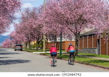 Vancouver city cherry blossom. Residents are riding bicycles in West 22nd Avenue, Arbutus Ridge residential neighbourhood. BC, Canada.