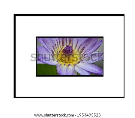 Purple lotus flower and yellow stamen