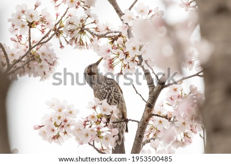 Cherry blossoms and small birds Spring image