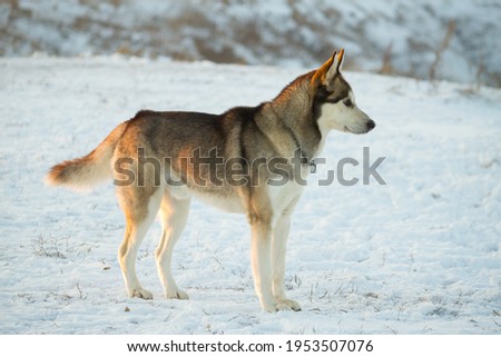cute funny dog hasky running in winter