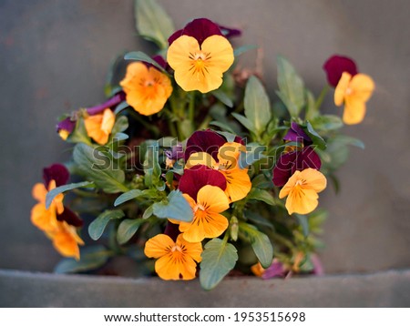 Colorful beautiful pansy flowers outdoors in spring