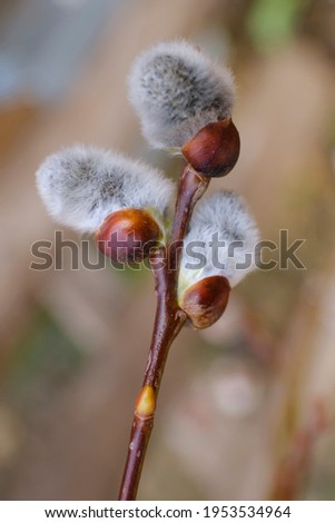 Close up of a pussy willow