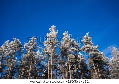 Christmas concept.Beautiful tall snowy fir trees in frozen mountains landscape.Christmas background with tall spruce trees covered with snow in forest. Winter greeting card. Happy New Year.
