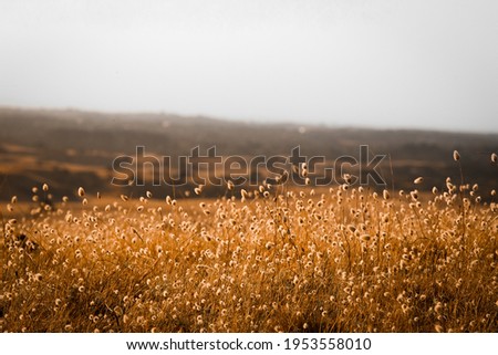 a great view rural coastline golden fields  