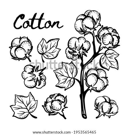 COTTON Monochrome Sketch With Branch Boll And Leaves Of Plant On White Background In Vintage Style Hand Drawn Clip Art Vector Illustration Set For Print