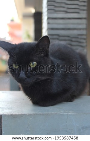 A Black Cat Sits Calmly