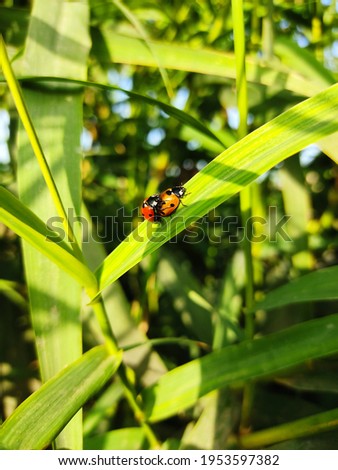 Natural pic of colorfull insects with green background