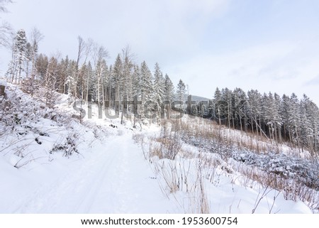 Snowy winter ski cross-country skiing trail between snowy trees in Jeseniky mountains in Czech republic