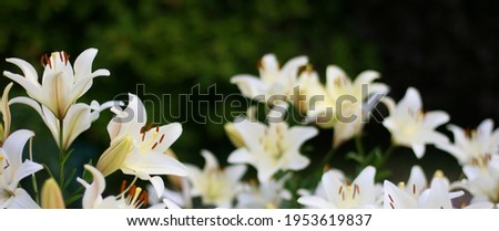 Photo of white lily flowers in the garden with green background. Summer concept. Floral background for web site, greeting card, banner, flower shop.