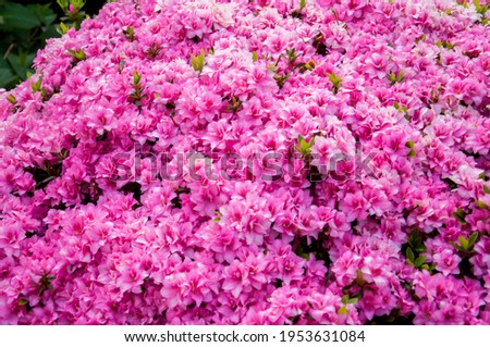 Beautiful blooming pink Azalea - flowering shrubs in the genus Rhododendron. Pink flower background