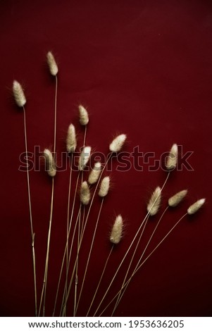 Rabbit bunny tail grass plant bouquet on burgundy background. Flat lay, top view.	