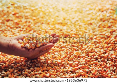 Farmers are using their hands to grasp the corn kernels to inspect Maize Royalty-Free Stock Photo #1953636973