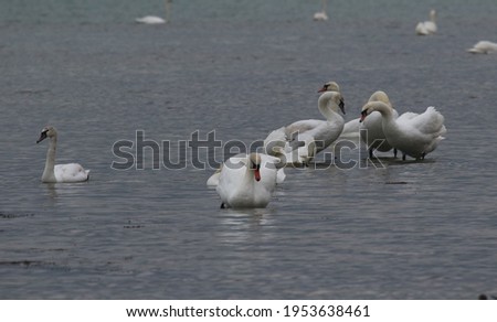 White swans on the Black Sea water near the coast in the city of Evpatoria (Crimea, Crimean peninsula).