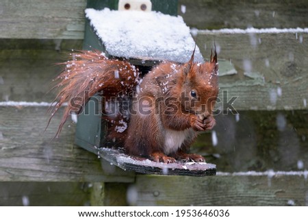 Cute red european squirrel sitting on a green feeder while it snows