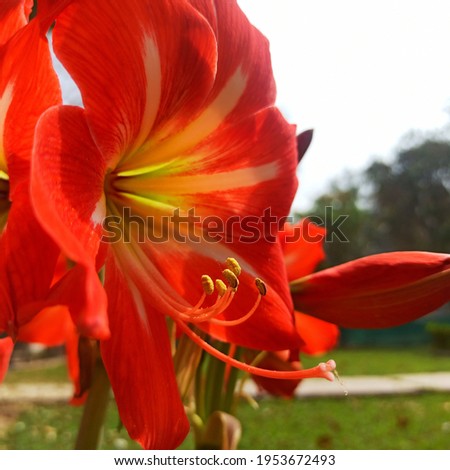 Red amaryllis flower macro picture