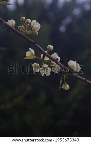 Blossom trees with tree moss on my garden. Rain clouds on sky and tree shadows. Book cover tries and album cover pictures. İnstagram post background. High quality moss picture. Sipring has become.
