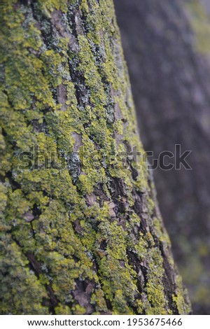 Blossom trees with tree moss on my garden. Rain clouds on sky and tree shadows. Book cover tries and album cover pictures. İnstagram post background. High quality moss picture. Sipring has become.