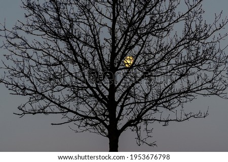 Moon in a empty tree landscape picture