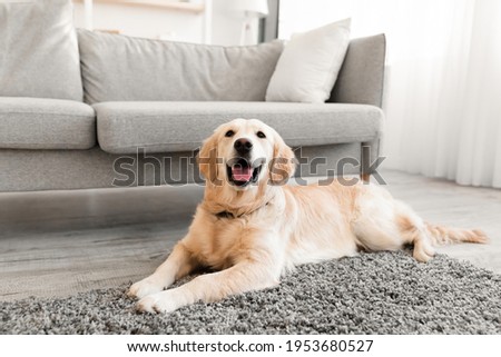 Domestic Animal. Closeup portrait of cute dog lying on the gray floor carpet indoors in living room at home, happy golden retriever resting near couch, modern house interior, free copy space Royalty-Free Stock Photo #1953680527