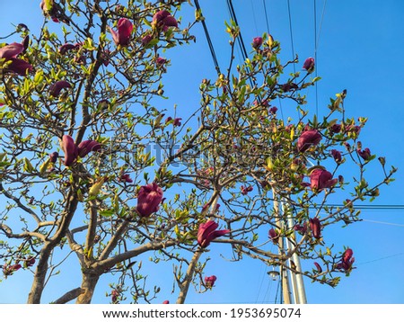 Blue sky and dark red magnolia