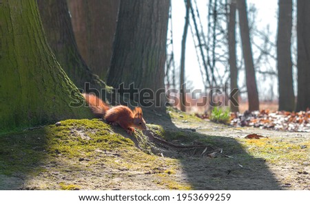 Red-haired little squirrel sits near a tree in a city park on a sunny day
