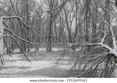 Snow winter in the forest