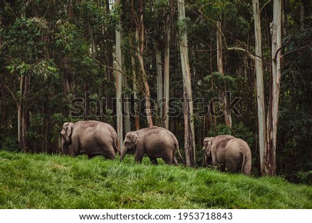 Elephant family in Periyar national park walking near the forest India, Munnar