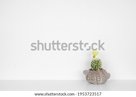 Indoor cactus plant with flower in a cement pot. Side view on white shelf against a white wall. Copy space.