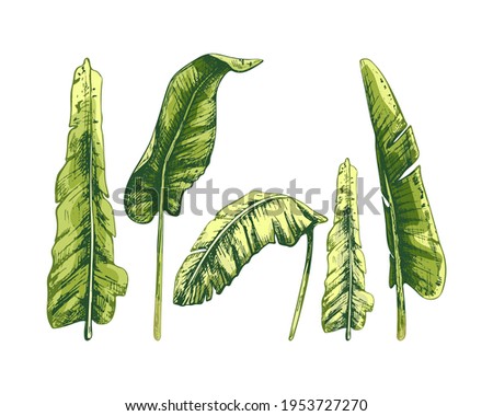 banana leaves, palm, set, graphic vector illustrations on white background, black line, botanical, color image of a tropical plant